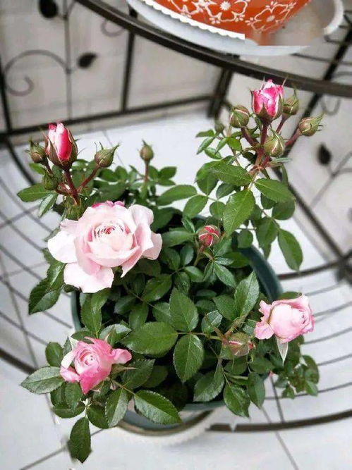 网购月季苗，价格差异大，如何挑选好苗？