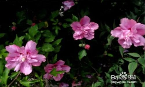 木槿花叶子发黄，是何方神圣作祟？