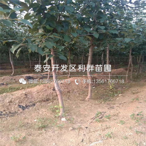 买树苗的小贴士