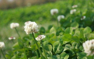 哪些植物需要特bie防寒保暖