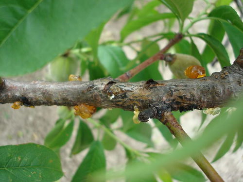 桃树上的那些蛀虫，怎么对付它们？