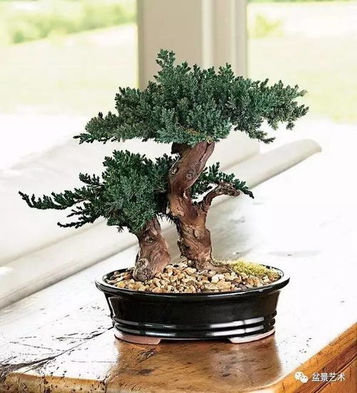 换盆：松树盆景的成长伴侣