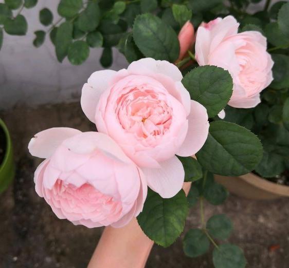 月季花中皇后它的绮丽世界背后隐藏着哪些不为人知的？