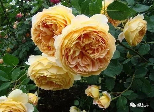 法兰西月季:划时代的经典