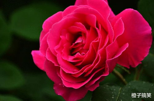 这月季花， 名字听起来就让人心动