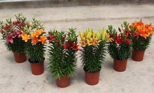 花卉繁殖小记：有性还是无性？