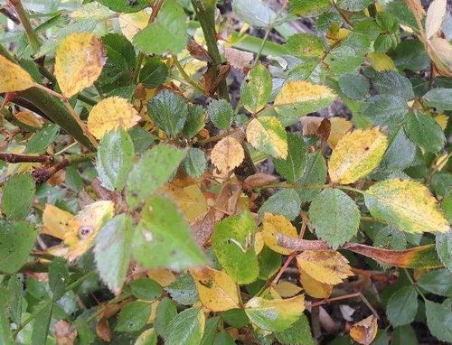 阳光太强：月季的“防晒霜”