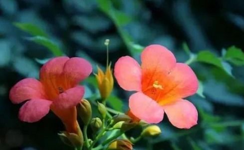 第二章：土壤，这神秘的土地