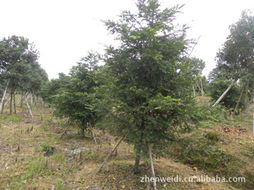 桂花树苗批发价揭秘：价格差异大， 品种规格多