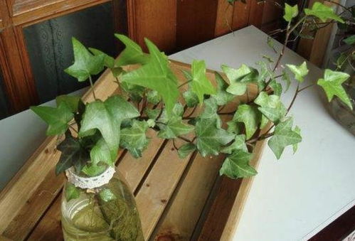 水培植物真的适合小朋友养吗？