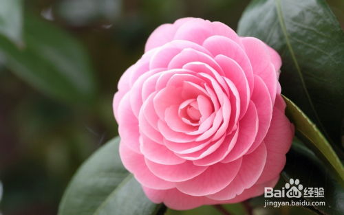 红色山茶花，热烈情感