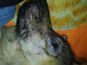 敏感犬种：谨慎使用