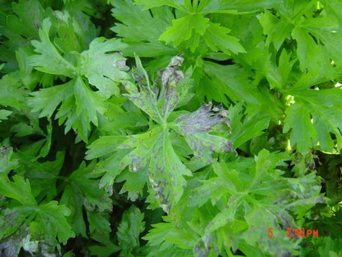 不止水稻，还有geng多