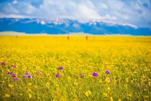 新疆夏日花海， 色彩斑斓的耐旱花卉