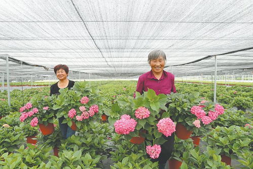 精品化转型， 农文旅融合