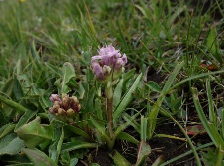 草本多年花种植指南：南北气候差异下的品种选择