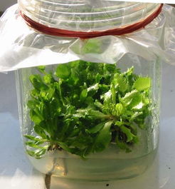 花籽挑选有讲究，不挑不选也行啦