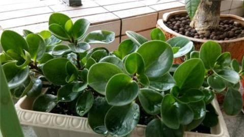 养花不易， 耐阴花来帮忙