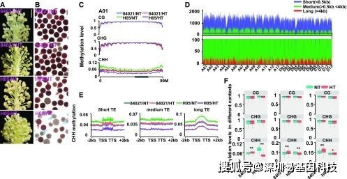 逆境胁迫对植物根长的压制作用