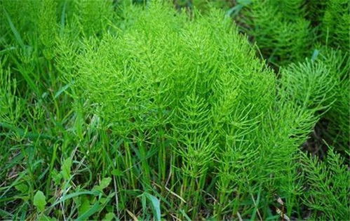 揭秘问津草：如何培育高效益金叶植物？