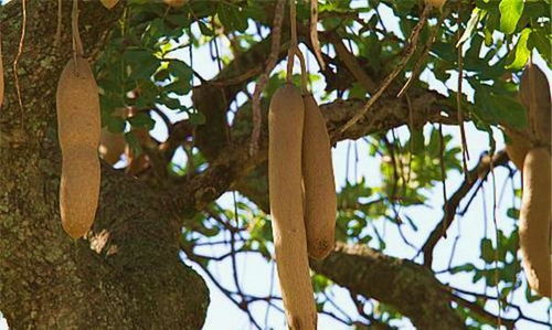 我国植物的丰富多样：香肠树的独特之处