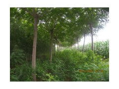 树木， 自然的馈赠