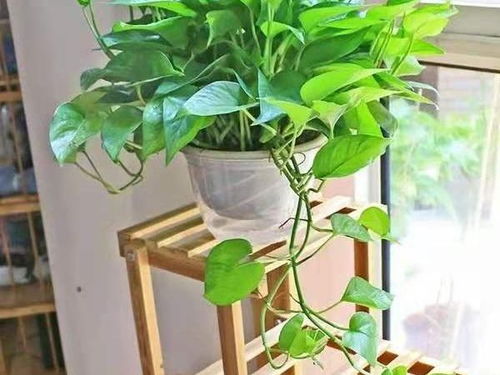 绿萝烂根了怎么办？五步复活术揭秘