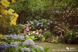 阳光下的舞蹈：适合夏天的植物选择