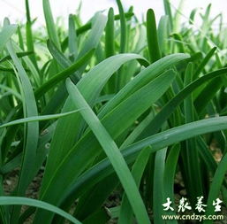 如何掌握芦荟盆栽养殖技巧，使其健康生长并开花