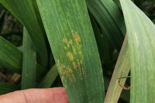 大蒜防治锈病的其他方法