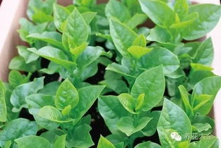 邢台春天种植蔬菜的小秘密