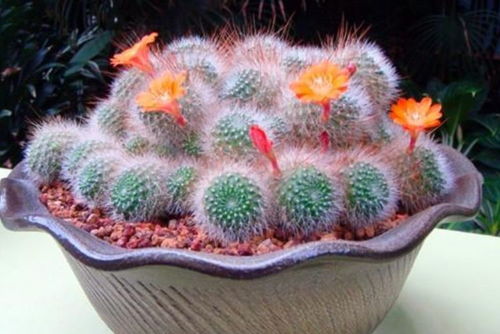 沙漠中的绿洲：寻找耐旱耐高温的草种