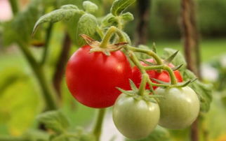 番茄种植攻略：春季播种，最佳种植时机！