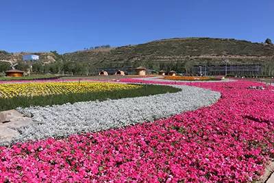 高原生存三剑客