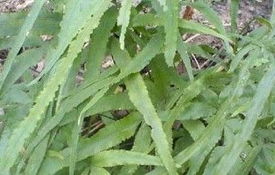 井栏荽：清热解毒