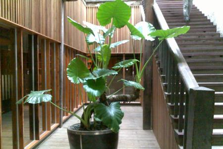 第三种植物：玫瑰、 茉莉