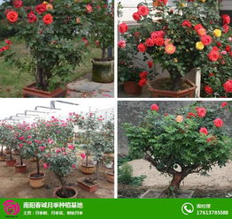南阳石桥月季种植基地， 品质诚信，精细创新