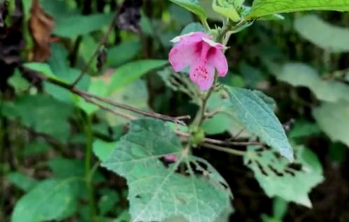 农村路边的小花