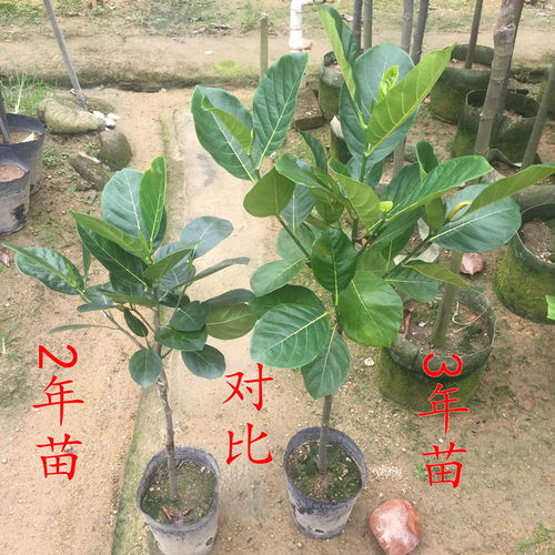 揭秘菠萝蜜树苗的迷人模样：幼苗成长全过程视频一览
