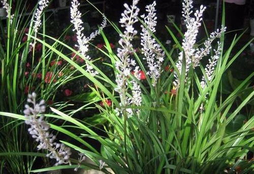 麦冬：迷你兰花的身影