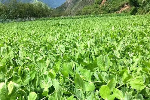 马蹄种子如何种植，需要遵循哪些步骤和注意事项