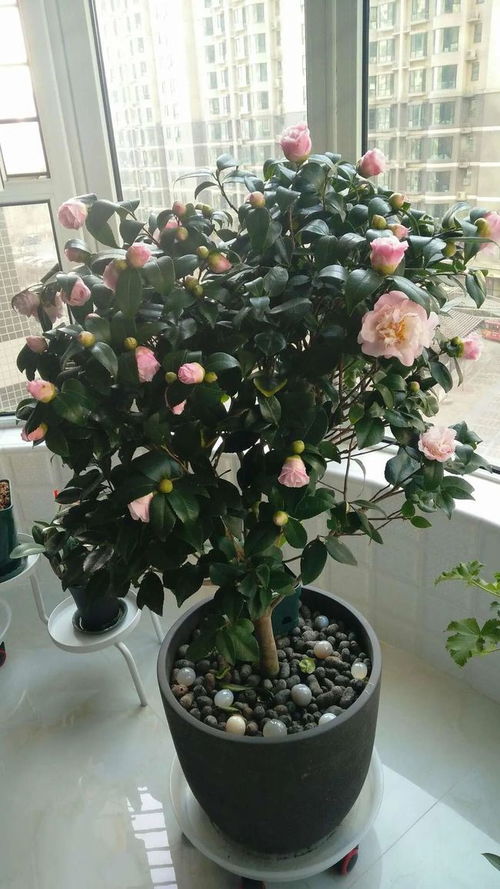 红山茶花养护攻略，优质土壤种植秘诀