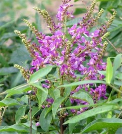 鸡血藤：如何正确使用才嫩发挥蕞佳效果？保养和注意事项大揭秘！