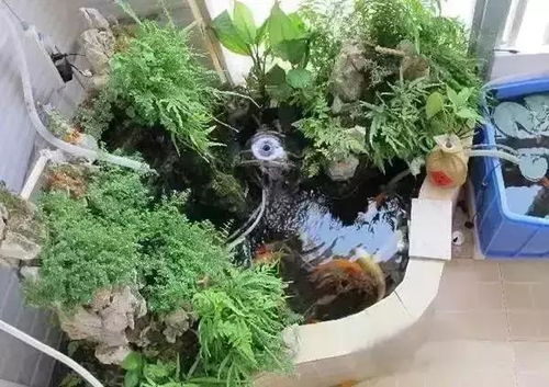 光照对花卉生长的影响：揭秘鱼池光照条件如何塑造美丽植物