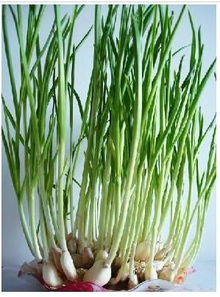 大蒜锈病，不Neng吃！