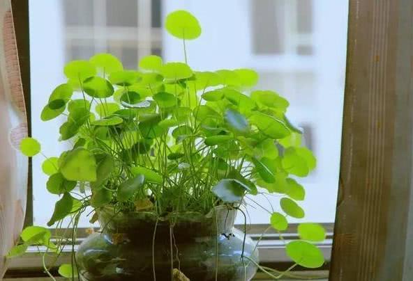 熟芝麻：花卉肥料新选择，天然养花好帮手！