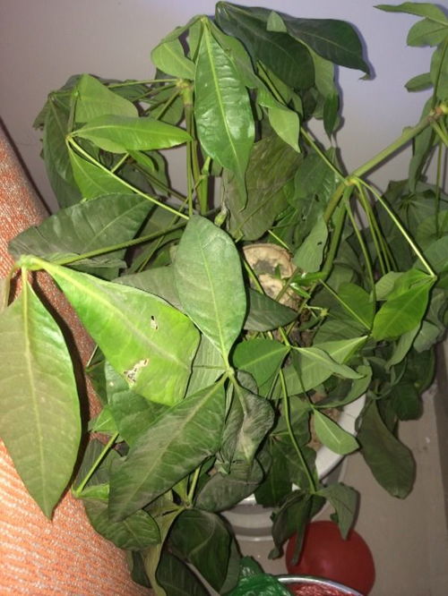 第一章：冻伤后的发财树，有救吗？