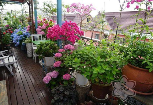 方寸阳台变花海，如何打造真实高清的自然诗画效果？