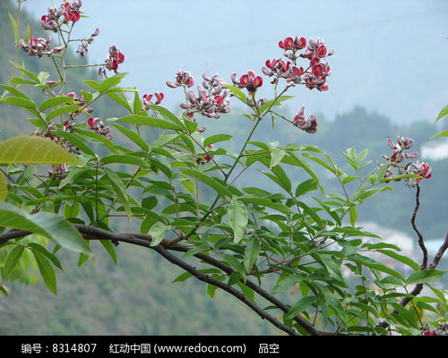 不同处理方式效果对照表：