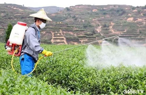 禾本科老草， 这些农药管用